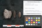 Foto (Objekt + Etikett) von Spondylostrobus smythii F.V. Mueller (NHMW-GEO-2024-0188-10412)